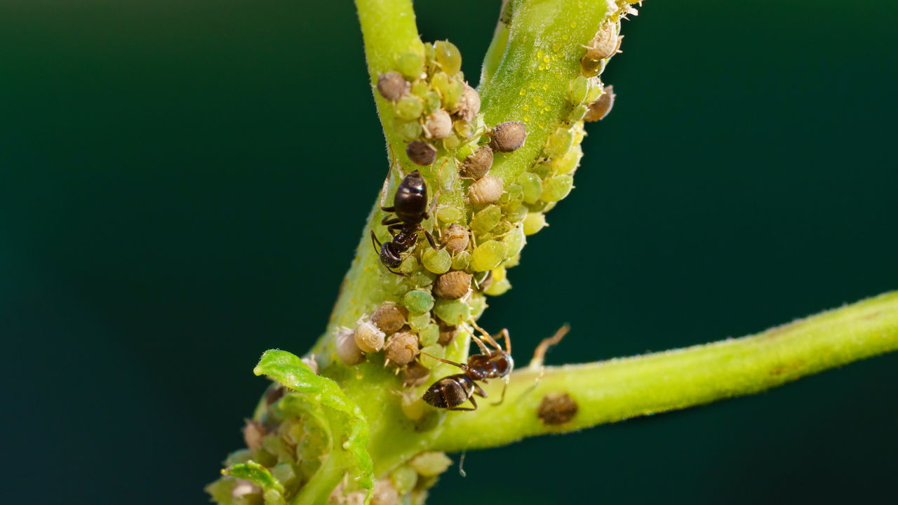 Ácaros en el hogar y jardín: definición, riesgos y control natural